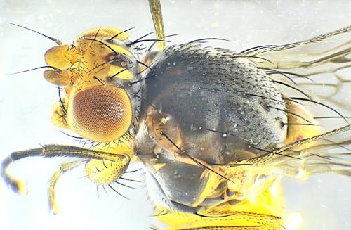 Réf. 335 564 : Tephrochlamys tarsalis